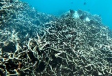 Những rạn san hô 