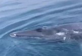 CLIP: Cá voi xanh xuất hiện ở vùng biển Thanh Hóa