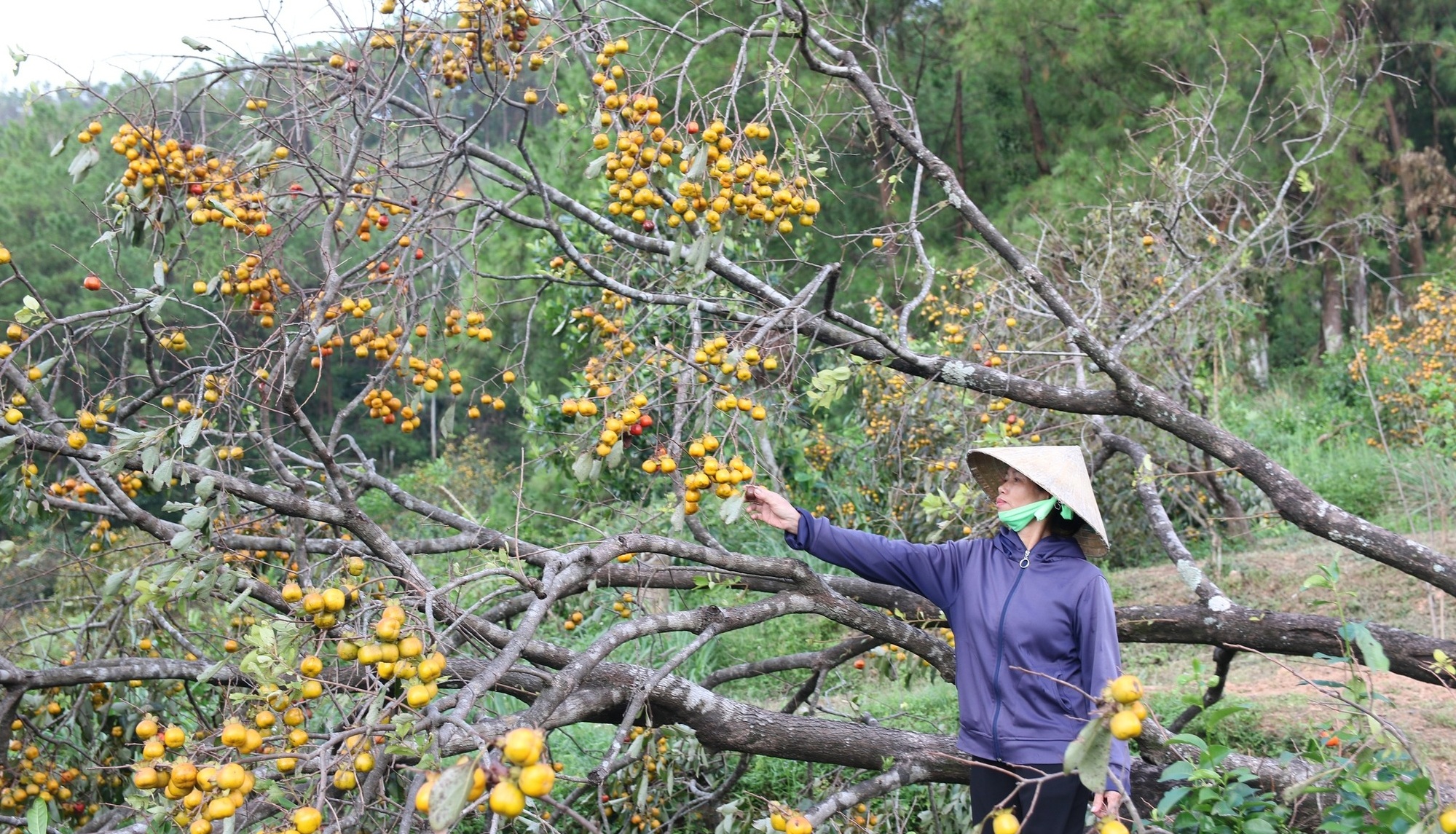 Người dân thủ phủ hồng ở Nghệ An thất thu vì cây bật gốc, quả rụng đầy sau bão