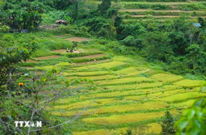 Nghệ An: Bản làng đồng bào Thái giữa đại ngàn Pù Huống tất bật thu hoạch lúa
