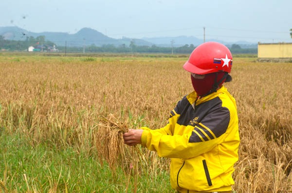 Nghệ An: Nước sông Con rút, người dân không mặn mà thu hoạch lúa bị ngập trong bùn đất
