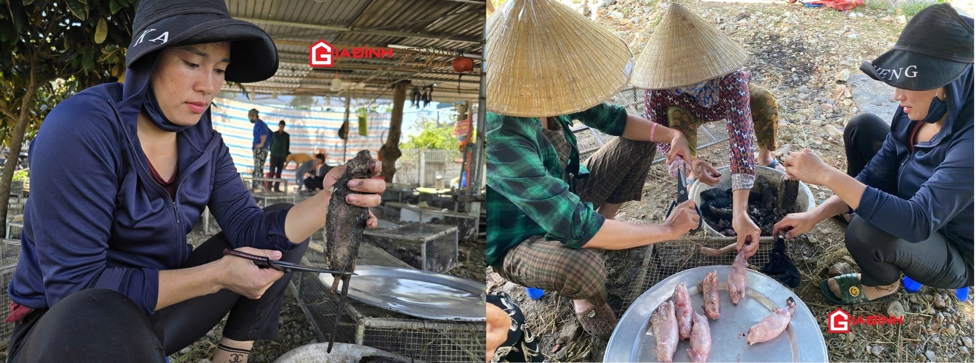 Săn chuột đồng bán cho dân nhậu, nông dân Nghệ An