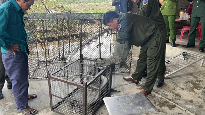 Trăn đất “khủng” bò vào vườn nhà dân ở Hà Tĩnh