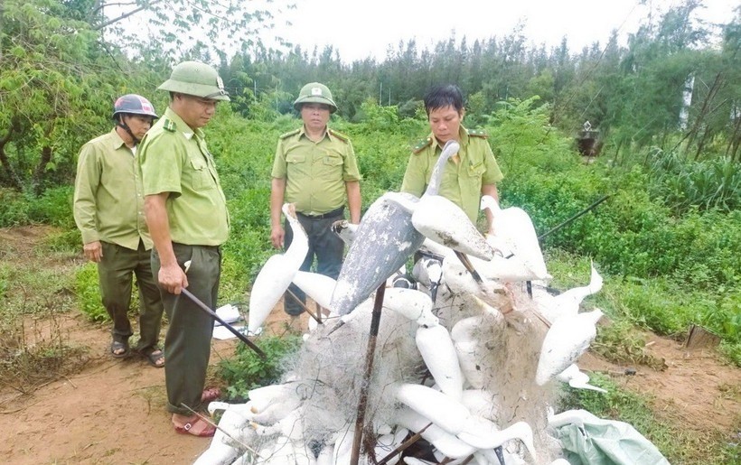 Nghệ An: Nỗ lực xóa bỏ tình trạng bẫy, bắt chim hoang dã ở địa phương ven biển