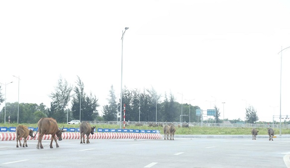 Ẩn hoạ từ những đàn trâu, bò thả rông trên đại lộ nghìn tỷ ở Nghệ An