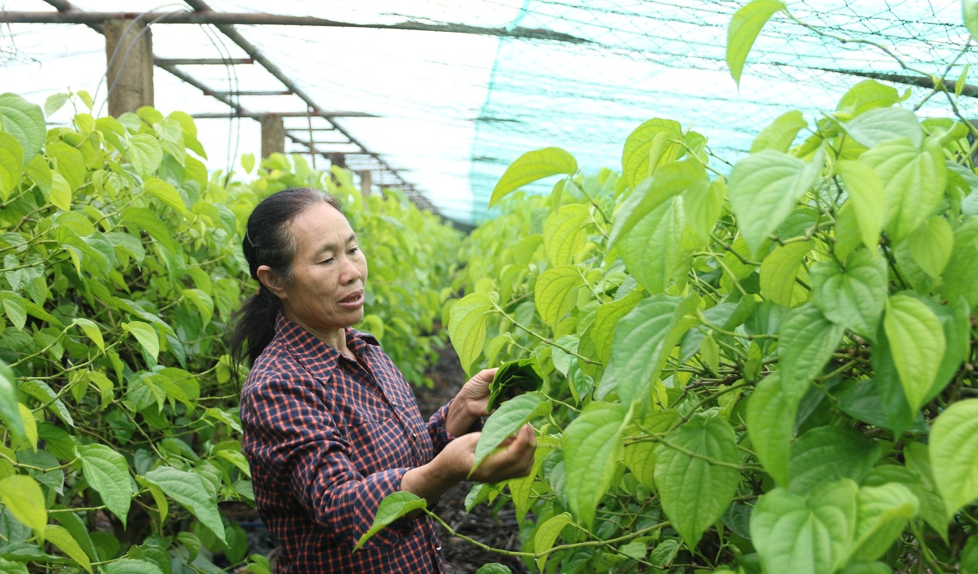 Trồng cây “đếm lá tính tiền”, nông dân Nghệ An thu bạc triệu dịp cận Tết