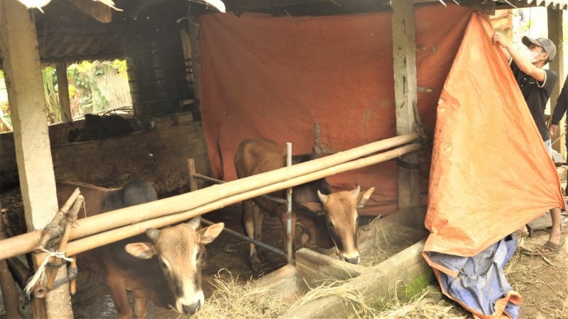 Nông dân vùng cao Nghệ An chủ động chống rét cho trâu, bò