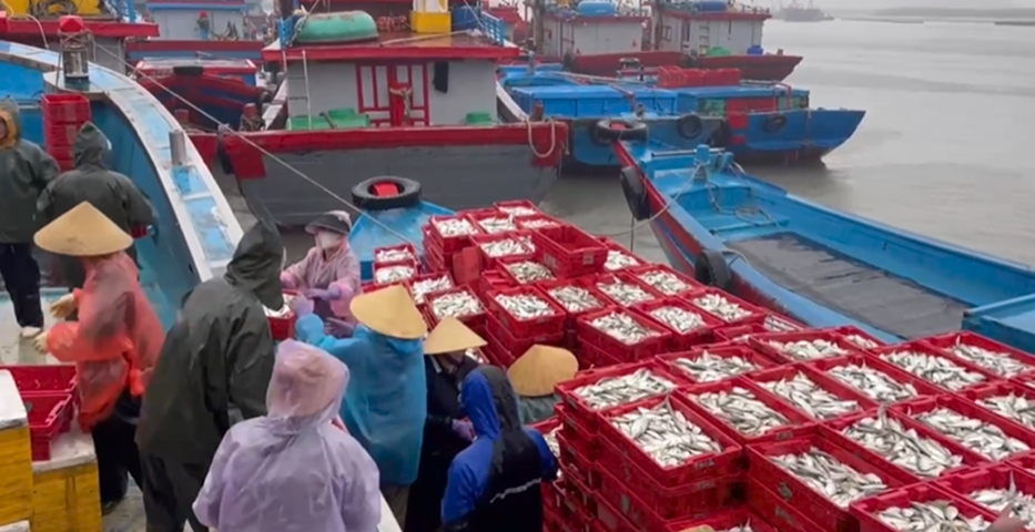 Ngư dân Nghệ An trúng đậm 15 tấn cá biển, thu về 200 triệu đồng