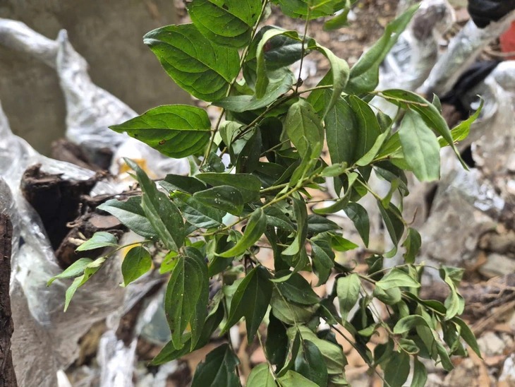 Cây muội hồng bị thổi giá, Cục Lâm nghiệp và Kiểm lâm chỉ đạo ngăn chặn mua bán trái phép