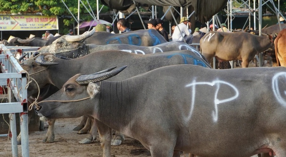 Náo nhiệt