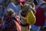 Lạc đà Qatar 'còng lưng' vì World Cup