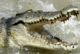 Bắt được cá sấu ăn thịt người, tấn công hơn 30 ngư dân