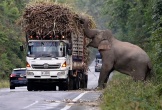 Tài xế bất lực nhìn voi rừng chặn xe tải cướp mía ở Thái Lan