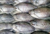 Loài cá có tên lạ xưa người nghèo mới ăn, nay phơi phô thành đặc sản vạn người mê, đắt khách dịp Tết, 320.000 đồng/kg