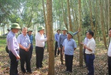 Tổ công tác chỉ đạo phát triển nông nghiệp làm việc tại huyện Yên Thành