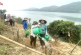 Nông dân Nghệ An trồng tre, mét tạo bờ kè sinh thái dọc sông Lam