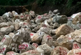 Nghệ An: Phát hiện, thu giữ hơn 480 tấn đá thạch anh không có nguồn gốc