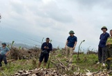 Nghệ An: Huyện Quỳ Châu lập đoàn kiểm tra vụ nhiều cây rừng bị chặt