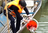 Nghệ An: Thả 2 tấn cá giống tái tạo nguồn lợi thủy sản