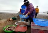 Được mùa cá trích, ngư dân Nghệ An kiếm tiền triệu mỗi ngày