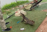 Người dân bắt được một con cá sấu khi đi câu tại hồ dịch vụ