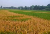 Nghệ An: Ruộng lúa đang trổ bông bỗng chết cháy, nghi bị phá hoại