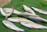Loại cá hiếm xứ Nghệ giá tới nửa triệu đồng/kg