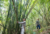 Huyện miền núi Nghệ An xóa đói giảm nghèo nhờ cây lùng