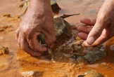 Vụ việc cá chết hàng loạt ở Nghệ An: Nhiều chỉ số vượt ngưỡng trong mẫu nước thải 
