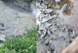 Nghệ An: Cá chết nổi lềnh bềnh gây ô nhiễm, người dân nghi ngờ do trại lợn xả thải?