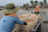 Người dân xứ Nghệ đổ xô săn “lộc trời”, bỏ túi tiền triệu mỗi ngày