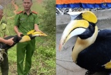 Chim lạ bay vào sân, người dân Nghệ An lập tức báo chính quyền - hóa ra là “báu vật” của rừng xanh