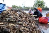 Vùng nuôi tôm hùm lớn nhất cả nước 'trắng tay' sau lũ