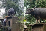 Con trâu lạc lên mái nhà sau mưa lũ, mắc kẹt gần một tuần: Bất ngờ cách đưa xuống