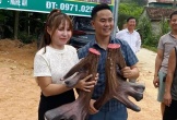 Độc đáo cặp nhung nai 