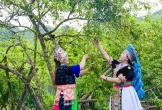 Cây mận tam hoa 'đòn bẩy' thoát nghèo ở vùng biên xứ Nghệ