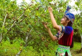 Thung lũng mận giữa đỉnh trời Mường Lống