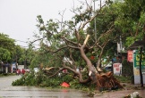 Nghệ An: Hơn 33 ngàn cây xanh đô thị gãy, đổ trong bão số 5
