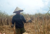 Nghệ An: Mía chết khô sau lũ, dân như 'ngồi trên đống lửa'
