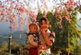 Mùa hoa anh đào bung nở nơi miền biên viễn Nghệ An