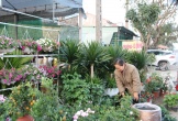 Thị trường hoa cây cảnh Tết đã khởi động, người dân 