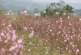 Đào nở rộ trước Tết, chủ vườn ở Nghệ An 