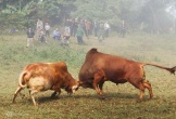 Nghệ An: Người Mông cúng bò, mở hội chọi bò báo hiếu bố mẹ