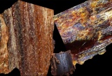 Loại gỗ triệu cây mới có một ở Việt Nam: Giá tới 30 tỷ đồng/kg, đại gia Nhật - Trung có tiền cũng khó mua