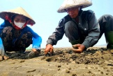 Đánh cược cùng con nước