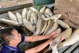 Vụ cá nuôi lồng ch.ết trên sông Lam: Sở vào cuộc, chỉ đạo tìm nguyên nhân