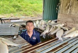 Vụ cá nuôi lồng chết trên sông Lam: Xã đề nghị tỉnh tìm nguyên nhân