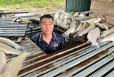 Cá ch.ết hàng loạt trên sông Lam, lan nhanh từ Anh Sơn xuống Bạch Ngọc