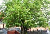 Chiêm ngưỡng 