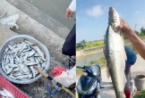 Cá chết hàng loạt, xã khuyến cáo người dân không vớt về ăn